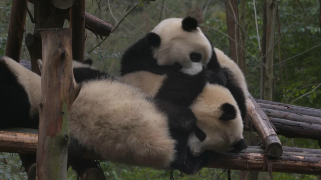 Stills from the television report on the Chengdu Research Base of Giant Panda Breeding, filmed by Almost Red Productions for the German channel ich.tv (2017)