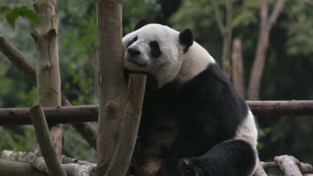 Stills from the television report on the Chengdu Research Base of Giant Panda Breeding, filmed by Almost Red Productions for the German channel ich.tv (2017)