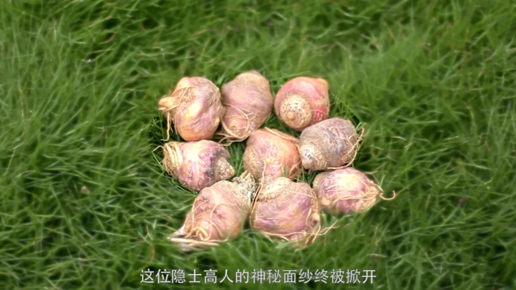 Still from the Maca 868 product presentation video for Lijian Zangyuan (立健藏元), featuring packaging and health supplement presentation in China