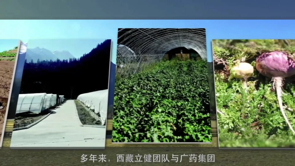 Still from the Maca 868 product presentation video for Lijian Zangyuan (立健藏元), featuring packaging and health supplement presentation in China